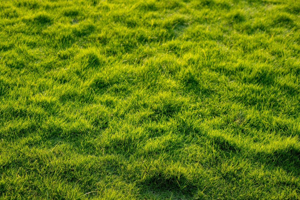 the grass